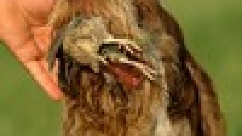 GARE COL CANE DA FERMA E SPANIELS: IL LAVORO DEL CANE DA FERMA (3°Parte) di Angelo di Maggio