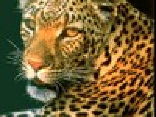 GUIDA ALLA SCELTA DEL FUCILE PER DANGEORUS GAME (CACCIA PERICOLOSA): I FELINI di Ganyana & Leonetti