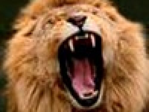 GUIDA ALLA SCELTA DEL FUCILE PER DANGEORUS GAME (CACCIA PERICOLOSA): IL FUCILE DEL PH di Ganyana & Leonetti