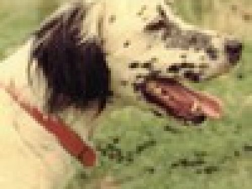LA PREGHIERA DEL CANE