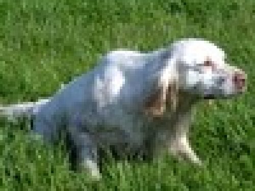 GARE COL CANE DA FERMA E SPANIELS: IL LAVORO DEL CANE DA FERMA (4°Parte) di Angelo Di Maggio