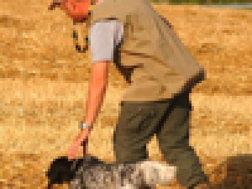 GARE COL CANE DA FERMA E SPANIELS : LE PROVE DI LAVORO: IL CONDUTTOREdi Angelo Di Maggio