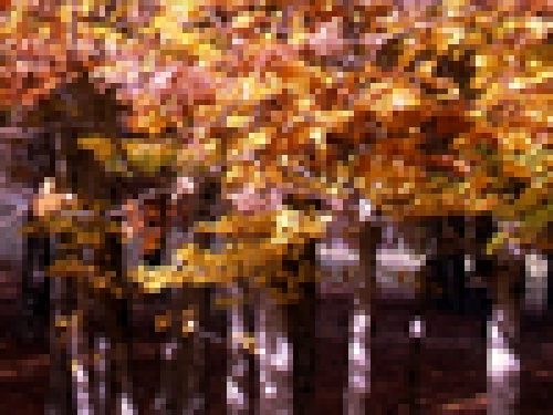 PENSIERI D´AUTUNNO di Armando Russo