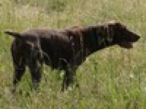 GARE COL CANE DA FERMA E SPANIELS: LE PROVE DI LAVORO – IL CANE (1° Parte) di Angelo Di Maggio