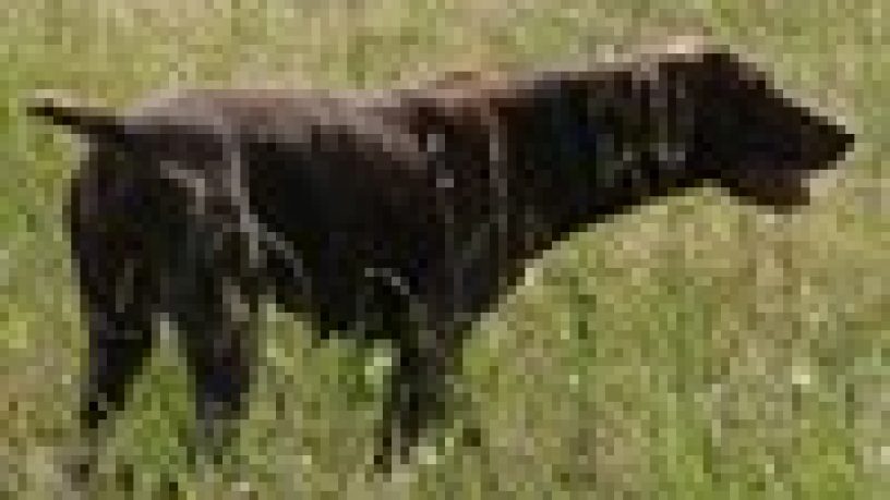 GARE COL CANE DA FERMA E SPANIELS: LE PROVE DI LAVORO – IL CANE (1° Parte) di Angelo Di Maggio