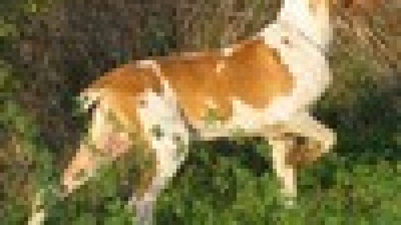 GARE COL CANE DA FERMA E SPANIELS: LE PROVE DI LAVORO, IL CANE (2° Parte)