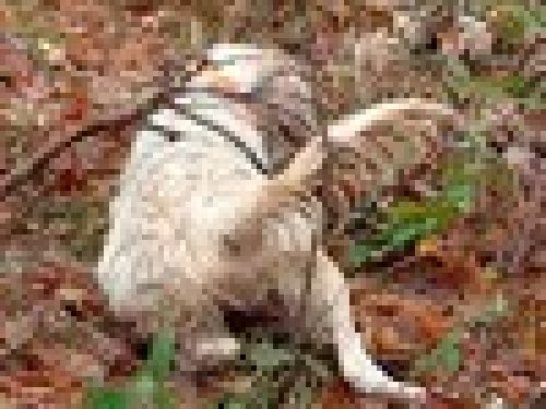 GARE COL CANE DA FERMA E SPANIELS: LO STANDARD DI LAVORO DEL SETTER INGLESE di Angelo Di Maggio