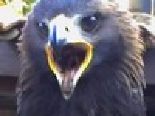 L´AQUILA E L´IMPERATORE di Pietro Pottino