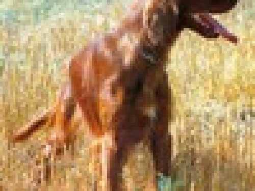GARE COL CANE DA FERMA E SPANIELS: LO STANDARD DI LAVORO DEL SETTER IRLANDESE di Angelo Di Maggio