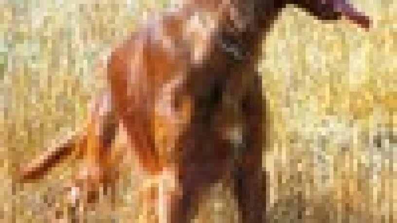 GARE COL CANE DA FERMA E SPANIELS: LO STANDARD DI LAVORO DEL SETTER IRLANDESE di Angelo Di Maggio