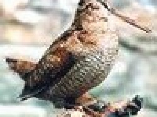 UN DELITTO INVOLONTARIO di Riccardo Turi