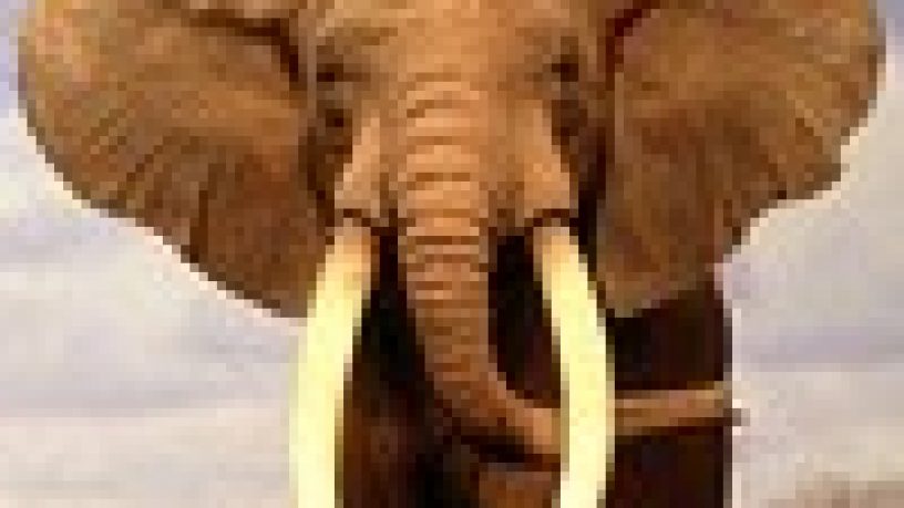 BLINDATA CONTRO MONOLITICA (1° Parte) di Haley & Leonetti