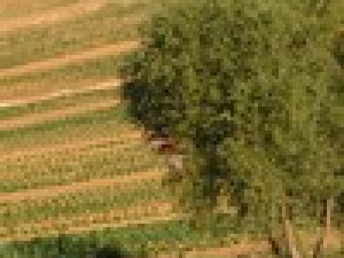 ESPERIENZE DI VITA IN CAMPAGNA di Salvatore Gentile