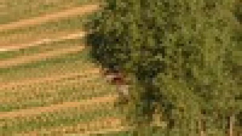 ESPERIENZE DI VITA IN CAMPAGNA di Salvatore Gentile