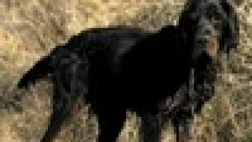 GARE COL CANE DA FERMA E SPANIELS: LO STANDARD DI LAVORO DEL SETTER GORDON di Angelo Di Maggio