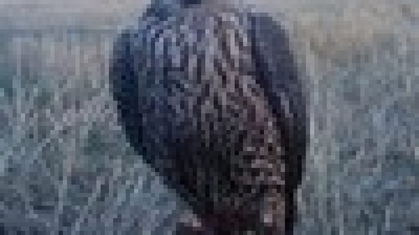 FALCONERIA: GLI STRUMENTI, COSI´ ANTICHI..COSI´ MODERNI  di Pietro Pottino, Allevamento Sparacia