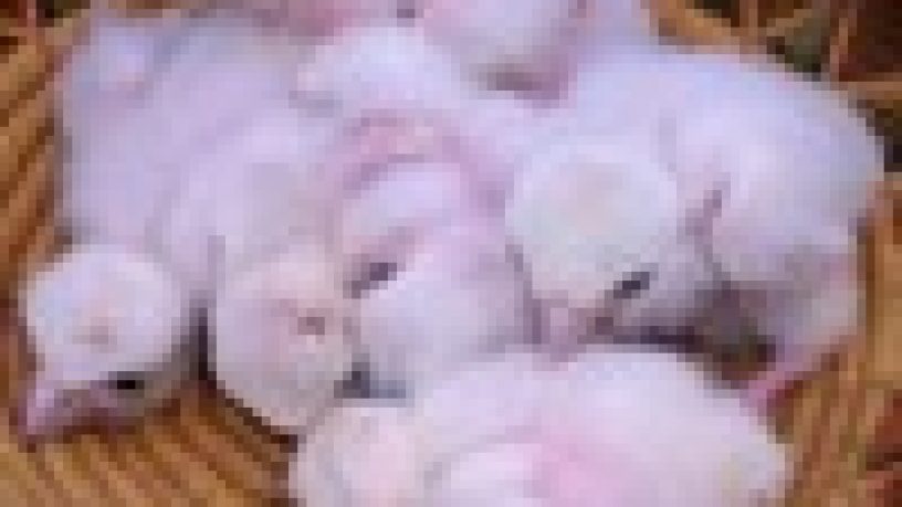 ALLEVAMENTO: FRA LEGISLAZIONE  E PURA PASSIONE di Pietro Pottino
