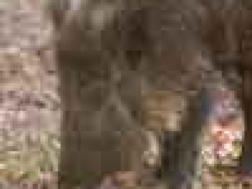 CINGHIALE ALLE MELE