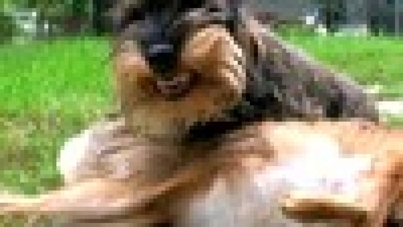 L’AGGRESSIVITA’ PREDATORIA NEI CANI DA CACCIA: UNA CARATTERISTICA DI RAZZA