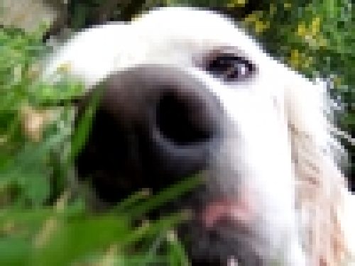 QUESTIONE DI NASO: L’OLFATTO DEL CANE