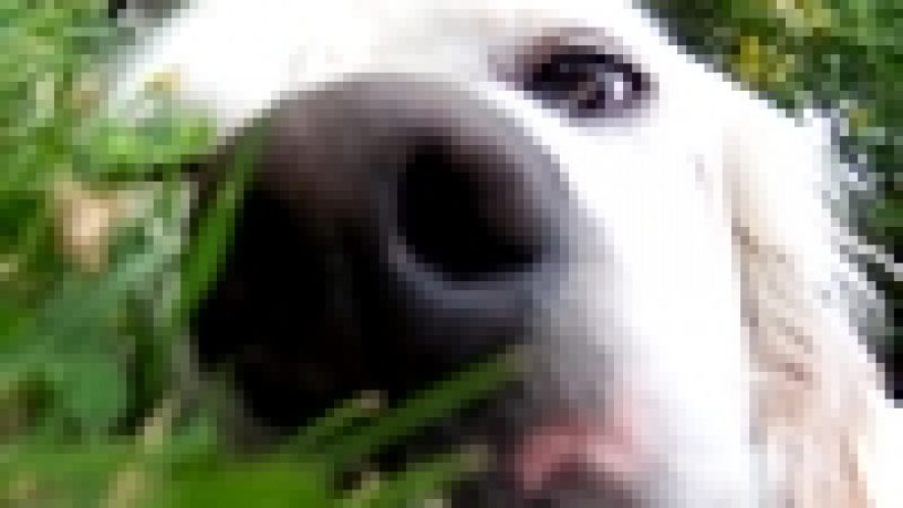 QUESTIONE DI NASO: L’OLFATTO DEL CANE