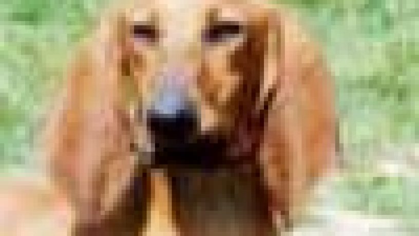 L´AGGRESSIVITA´ PREDATORIA NEI CANI DA CACCIA: I CANI DA SEGUITA ED I LEVRIERI