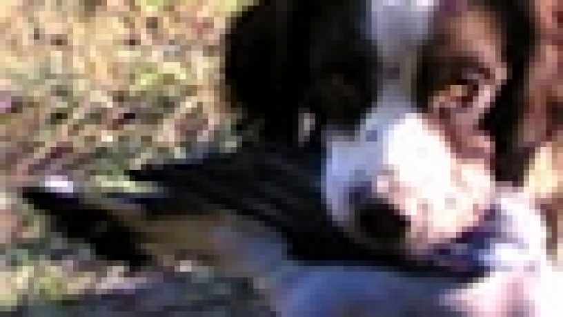 L´AGGRESSIVITA´ PREDATORIA NEI CANI DA CACCIA: I CANI DA CERCA E I CANI DA TANA