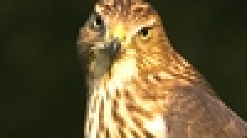 L´ARTE DELLA FALCONERIA TRA PASSATO  E PRESENTE