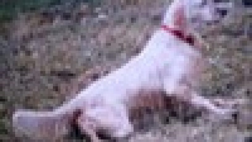L´AGGRESSIVITA´ PREDATORIA NEI CANI DA CACCIA: I CANI DA FERMA E I CANI DA RIPORTO