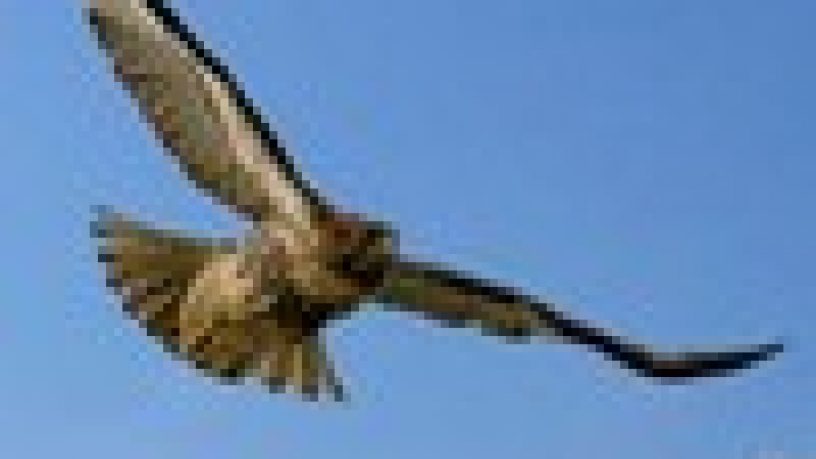 L´ARTE DELLA FALCONERIA TRA PASSATO E PRESENTE seconda parte