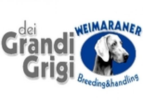 ALLEVAMENTO WEIMARANER “DEI GRANDI GRIGI”