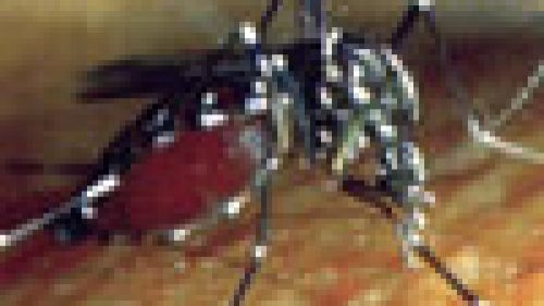 PERICOLO ZANZARE: LA FILARIOSI