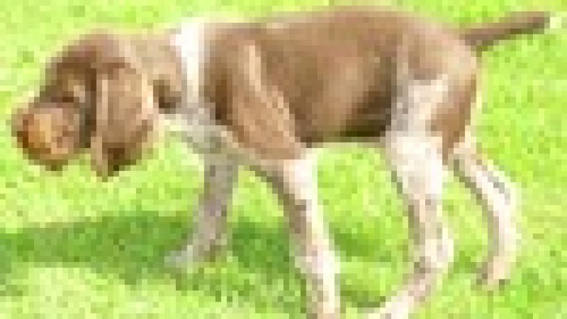 FIDO, MA QUANTO MI COSTI?