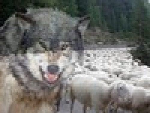 LIGURIA: VERSO UN TESTO UNICO PER GLI INDENNIZZI PER I DANNI DA LUPI