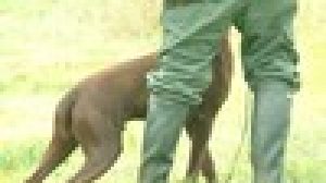 LOMBARDIA: ASSOCIAZIONI CONCORDI ANTICIPO DATA ADDESTRAMENTO CANI