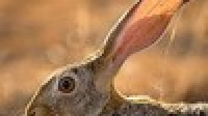 SARDEGNA: AMBIENTALISTI ANNUNCIANO AZIONI LEGALI CONTRO CALENDARIO