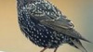CIA EMILIA ROMAGNA, STORNO FRA LE SPECIE CACCIABILI