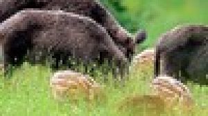 UMBRIA: 4600 CINGHIALI IN 50 GIORNI