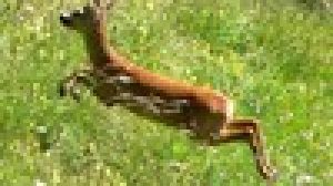 BELLUNO: ESCURSIONISTI AGGREDITI DA UN CAPRIOLO