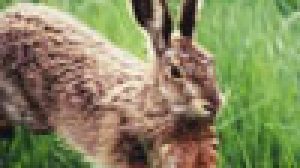 PIEMONTE: DOMENICA SI CACCIANO SOLO ALCUNE SPECIE