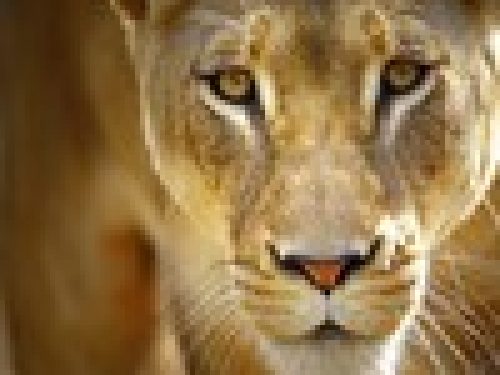 ZAMBIA: BASTA CACCIA A LEONI E LEOPARDI