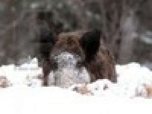 PERUGIA: NEVE E FORESTALE SALVANO I CINGHIALI E SCOPPIA LA POLEMICA