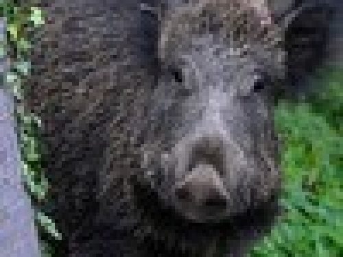 TOSCANA: INACCETTABILI NUOVE RESTRIZIONI PER LA CACCIA AL CINGHIALE
