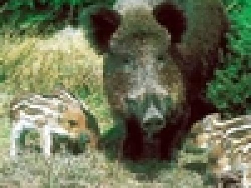 UMBRIA: CINGHIALE, I CACCIATORI CHIEDONO MODIFICHE DEL CALENDARIO VENATORIO
