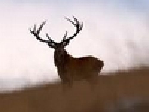 CANSIGLIO, STOP ALLA CACCIA AI CERVI
