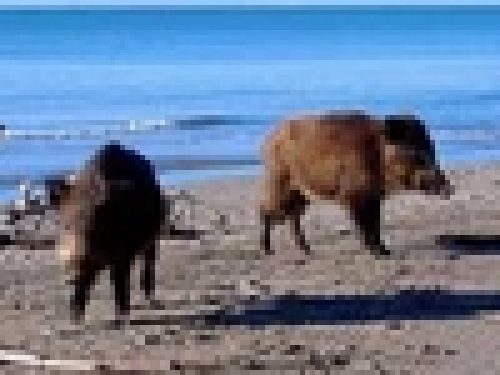 TIPI DA SPIAGGIA….