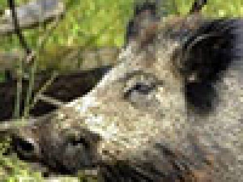 MACERATA: SI ALLA SELEZIONE AL CINGHIALE