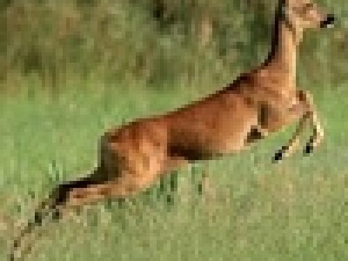 GENOVA: ABBATTIMENTI CAPRIOLO SOSPESI DAL TAR