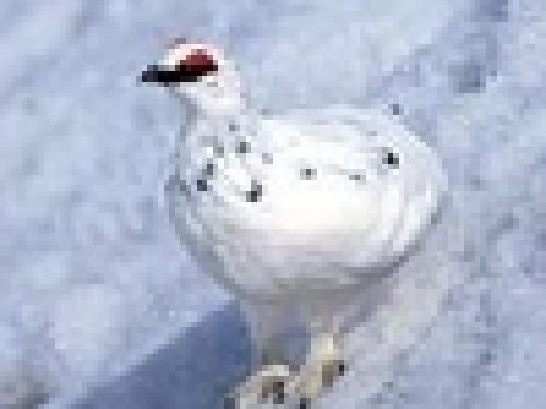 SONDRIO: SULLA PERNICE BIANCA E´ SCONTRO IN PROVINCIA