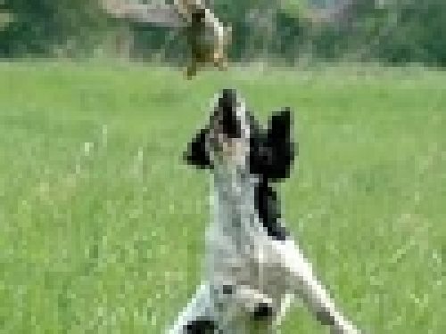 IMPERIA: CALENDARIO INTEGRATO SU ALLENAMENTO CANI